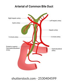 Arterial of Common Bile Duct