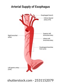 Arterial Supply of the Esophagus