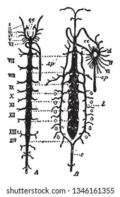 Arterialsystem, der Teil des Herz-Kreislauf-Systems, der sauerstoffreiches Blut vom Herzen in den Körper transportiert, Vintage-Linien-Zeichnung oder Graviergrafik.