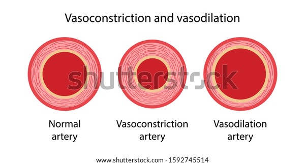 動脈の血管収縮と血管拡張 血管の正常 収縮 拡張の比較例 動脈の断面図 ベクターイラスト のベクター画像素材 ロイヤリティフリー