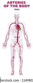 Arteries In The Human Body, Anatomy. An Artery Is A Blood Vessel That Takes Blood Away From The Heart To All Parts Of The Body 