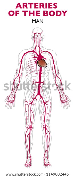 Arteries in the human body, anatomy. An artery is a\
blood vessel that takes blood away from the heart to all parts of\
the body 