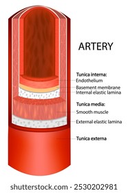 Capas arteriales. Diagrama de infografía de la pared de la arteria de la estructura  