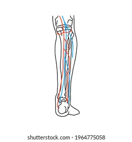 Arteries And Nerves Of The Human Leg. Medically Accurate Vector Illustration.