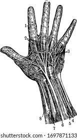 Arteries of the palm of the hand and Elbow nerve, vintage line drawing or engraving illustration.