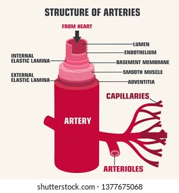 Arteries structure. Vector medical structure artery icon. Human artery in the context of the description. Artery anatomy illustration in flat minimalism line style.