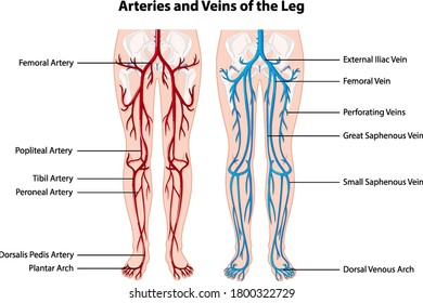 Arteries and veins of the leg illustration