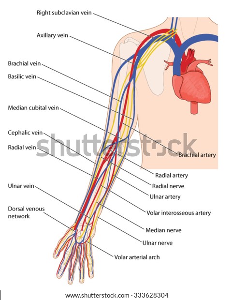 Arteries, veins and nerves of the arm, from the\
heart down to the\
fingers.