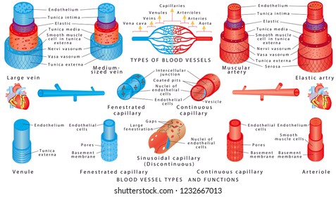 Arteries and veins. Structure of blood vessels. Blood vessel types and functions. Anatomy of blood vessels from artery through capillaries to vein. Scheme of the walls of the artery and vein