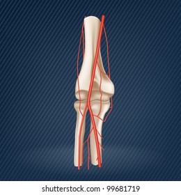 Artery, elbow