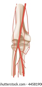 Artery, elbow, mesh
