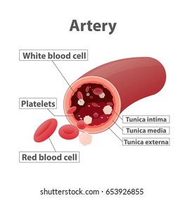 Vetor de ilustração de artéria sobre fundo branco. Conceito médico.
