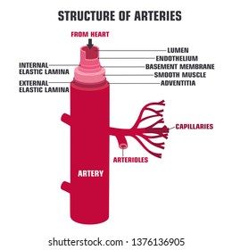 Artery poster. Vector medical structure artery icon. Artery in the section with the description. Artery anatomy illustration in flat minimalism line style.