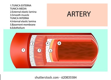 Artery structure. Anatomy of the artery with the name of each layer. Detailed vector illustration.