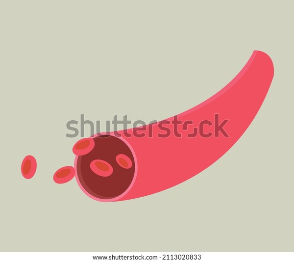 Artery Vector Illustration Isolated On Soft Stock Vector (Royalty Free ...