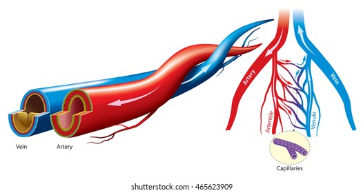 Artery and vein structure