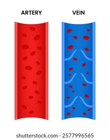 Artery vs Vein a Comparison