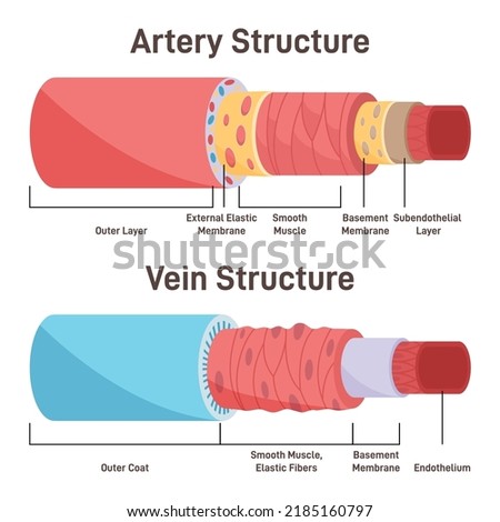 Artery vs vein structure. Anatomical differences of blood vessels. Blood circulation system. Healthy cardiovascular flow. Flat vector illustration
