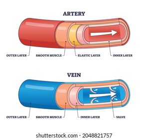 Artery vs vein structure compared with anatomical differences outline diagram. Labeled educational physiology explanation for body blood circulation vector illustration. Healthy cardiovascular flow.