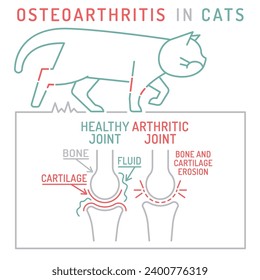 Arthritis, osteoarthritis in cats. Widespread feline disease. Common arreas affected. Medical scheme. Animal health. Editable isolated vector illustration in outline style on a white background