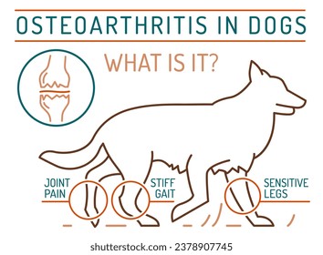 Arthritis, osteoarthritis in dogs. Common disease. Veterinarian infographics. Medical concept. Animal health. Editable isolated vector illustration in outline style on a white background