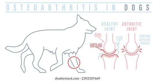 Arthritis, Osteoarthritis bei Hunden. Häufig Erkrankungen. Veterinärmedizinische Informationen. Medizinisches Konzept. Tiergesundheit. Bearbeitbare einzelne Vektorgrafik auf weißem Hintergrund