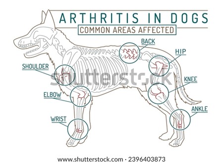 Arthritis, osteoarthritis in dogs. Common disease. Veterinarian infographics. Medical concept. Animal health. Editable isolated vector illustration in outline style on a white background