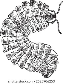 Arthropleura - ilustración de Vector extinto dibujado a mano