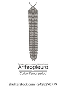 Arthropleura, the largest-known invertebrate, millipede arthropod, extinct creature from the Carboniferous Period, colorful illustration on a white background