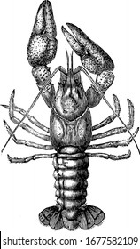 The arthropod, the freshwater crayfish, resemble small lobsters and breathe through feather-like gills, found in brooks and streams, vintage line drawing or engraving illustration.