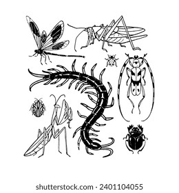 Arthropod insect species set. Various beetles, bugs. Dragonfly, grasshopper, centipede, mantis, sacred scarab. Tropical fauna coloring book. Contour hand drawn isolated vector illustrations on white