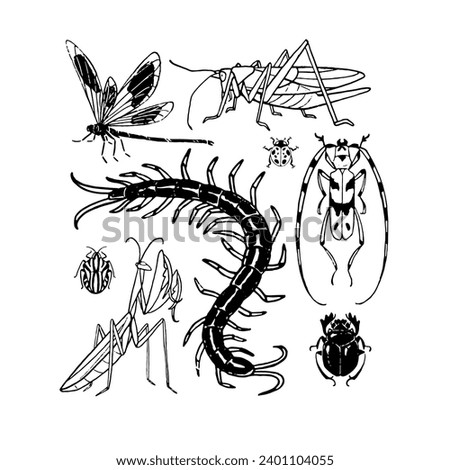 Arthropod insect species set. Various beetles, bugs. Dragonfly, grasshopper, centipede, mantis, sacred scarab. Tropical fauna coloring book. Contour hand drawn isolated vector illustrations on white