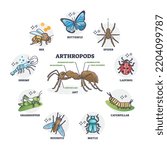 Arthropods animal group collection or segmented ant body anatomy outline diagram. Labeled educational wildlife biology example with different insect species classification category vector illustration
