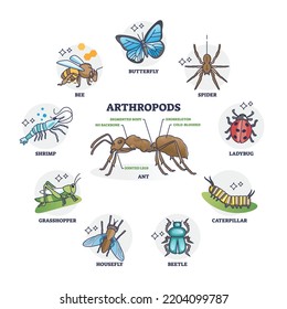 Arthropods Animal Group Collection Or Segmented Ant Body Anatomy Outline Diagram. Labeled Educational Wildlife Biology Example With Different Insect Species Classification Category Vector Illustration