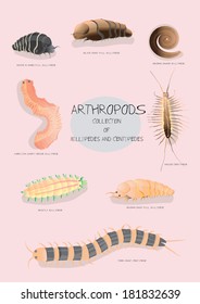 Arthropods collection of millipedes and centipedes