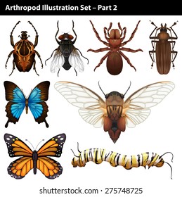 Arthropods illustration set part two