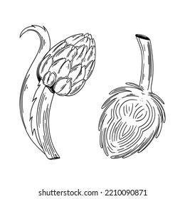 Ilustración vectorial dibujada a mano Artichok. Objeto vegetal con estilo de esbozo aislado en blanco.