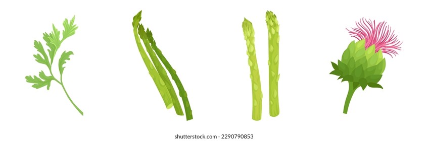 Artichoke and Asparagus as Cultivated Vegetable for Vegetarian Nutrition Vector Set