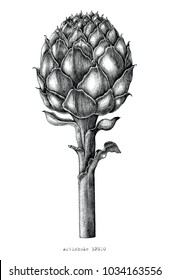 Artichoke Botanical Hand Drawing Vintage Engraving Style On White Background