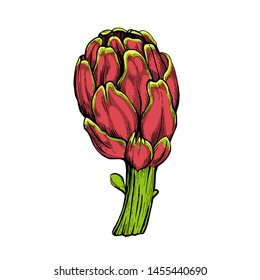 Artichoke botanical hand drawn Isolated vector illustration. Organic vegetarian product. Artichoke symbol applicable for restaurant menu or packaging, label, poster, print. Engraving style
