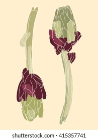 Artichoke botanical  isolated vector background