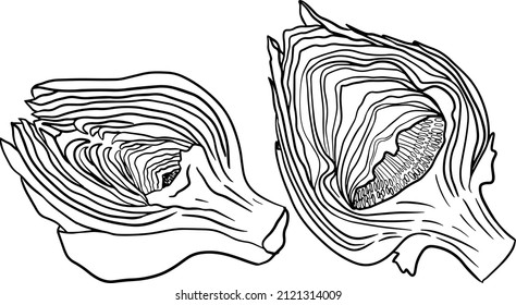 Artichoke bud. Healthy, fresh, farm vegetables. Hand drawn isolated on white background. Coloring pages with artichoke