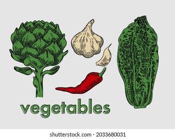 Artichoke, cabbage, garlic and pepper. Vector. Color and line.	