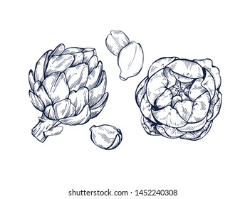 Artichoke collection botanical hand drawn Isolated vector illustration. Organic vegetarian product. Artichoke symbols set applicable for restaurant menu or packaging, label, poster, print. Engraving