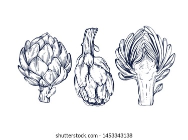 Artichoke collection botanical hand drawn Isolated vector illustration. Organic vegetarian product. Artichoke symbols set applicable for restaurant menu or packaging, label, poster, print. Engraving