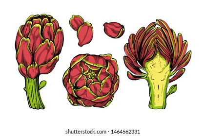 Artichoke collection botanical hand drawn Isolated vector illustration. Organic vegetarian product. Artichoke symbols set applicable for restaurant menu or packaging, label, poster, print. Engraving