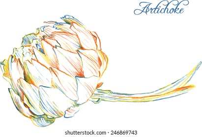 Artichoke drawing by colored pencils, hand drawn vector illustration