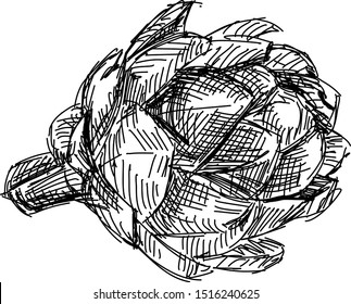 Dibujo de alcachofa, ilustración, vector sobre fondo blanco.