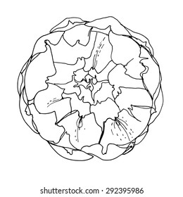 Artichoke drawn on a white background. Artichoke painted black line.