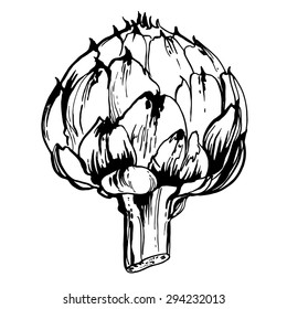 Artichoke drawn on a white background. Artichoke painted black line.